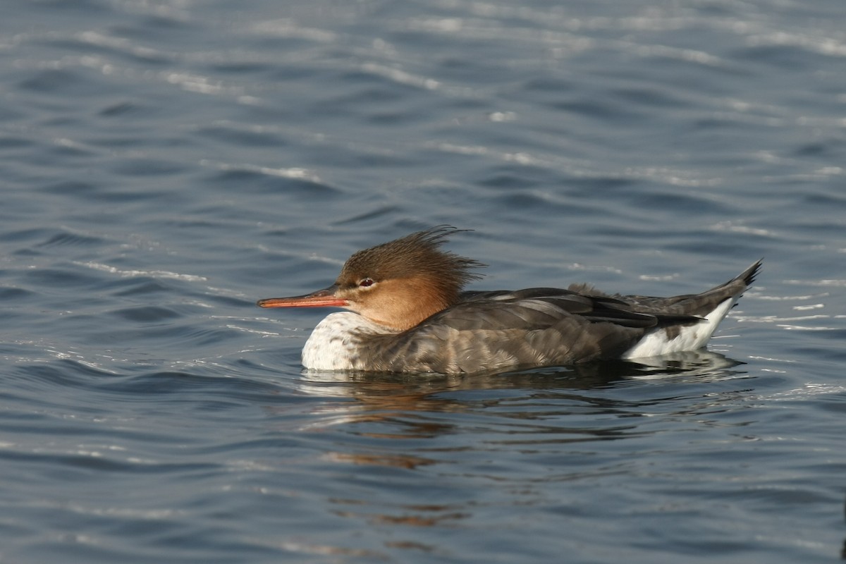 Red-breasted Merganser - Holger Teichmann