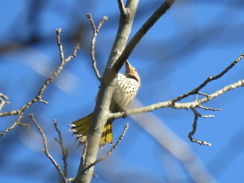 Northern Flicker - ML225553761