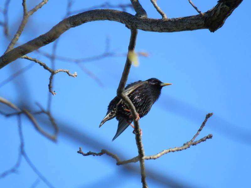 European Starling - ML225553991