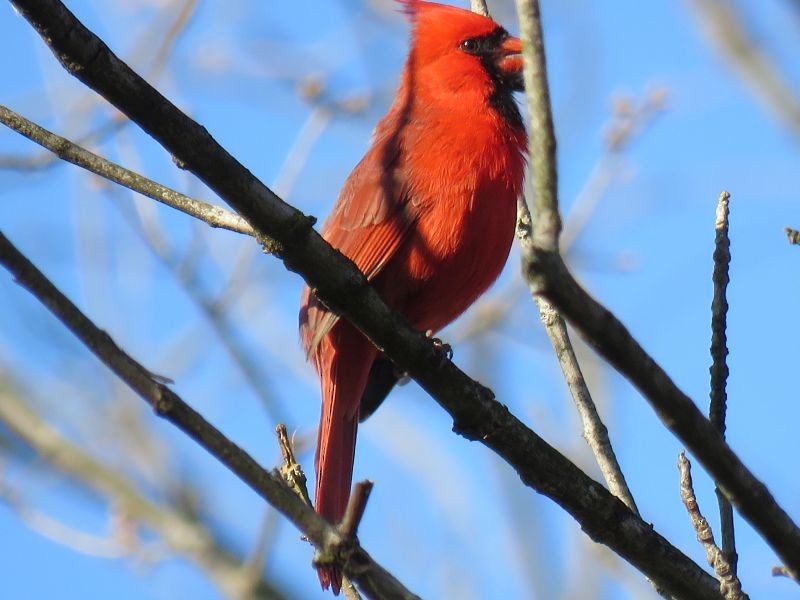 Northern Cardinal - Tracy The Birder