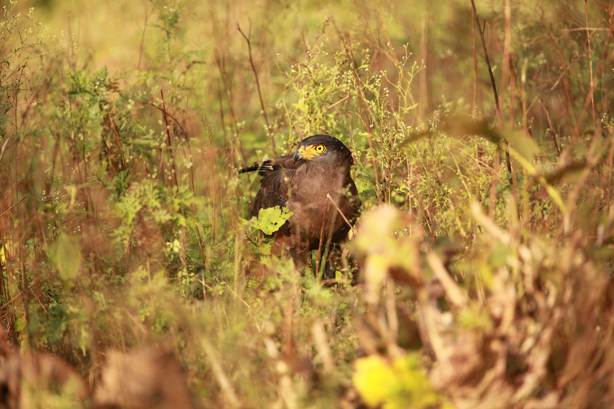 Crested Serpent-Eagle - ML225554391