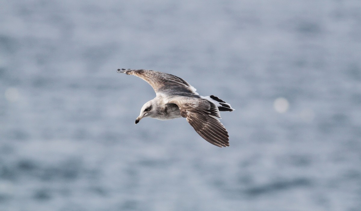 Western Gull - ML22555511