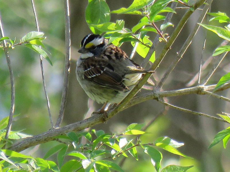 White-throated Sparrow - Tracy The Birder