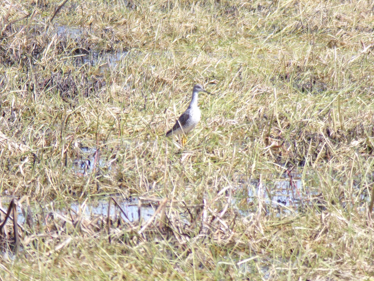 Greater Yellowlegs - ML225555581