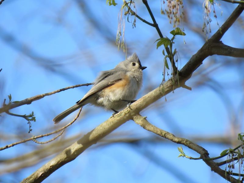 Tufted Titmouse - Tracy The Birder