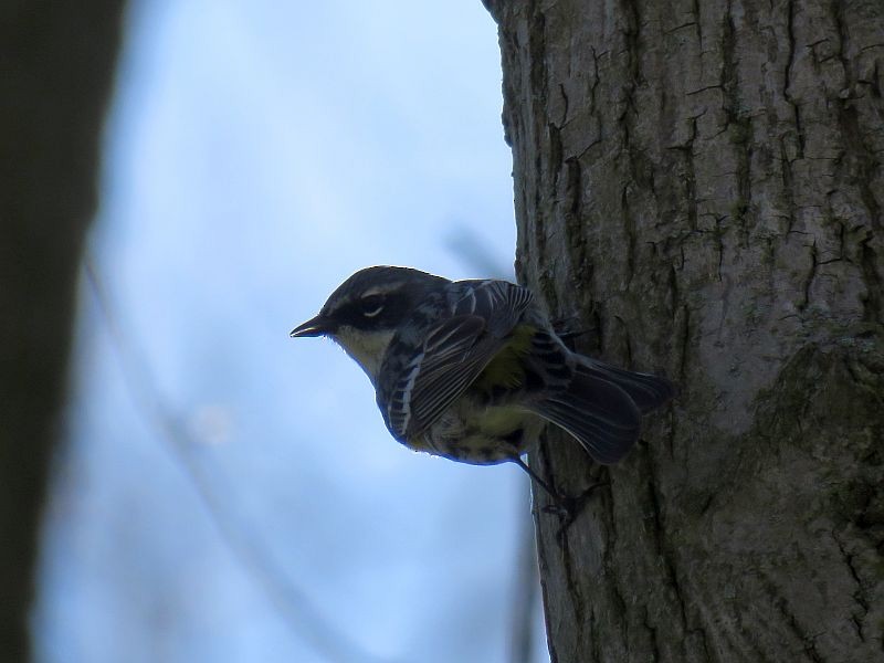 Yellow-rumped Warbler - Tracy The Birder