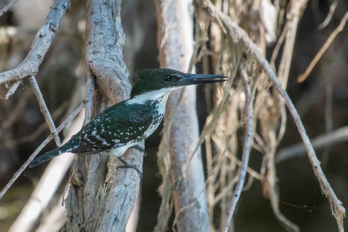 Green Kingfisher - ML225556851