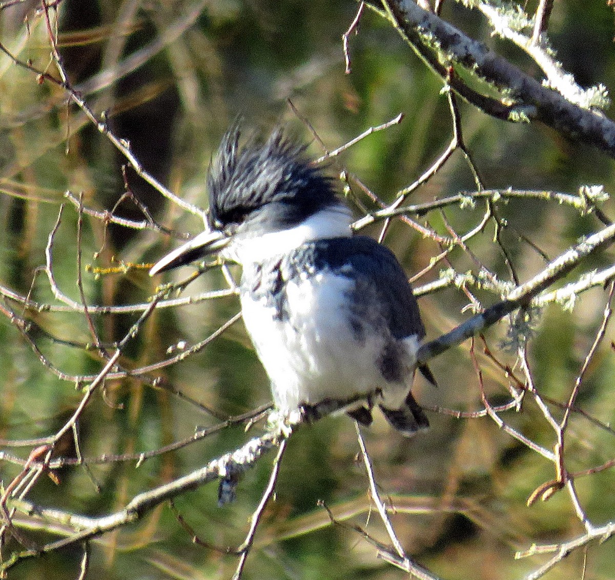 Belted Kingfisher - ML22555761
