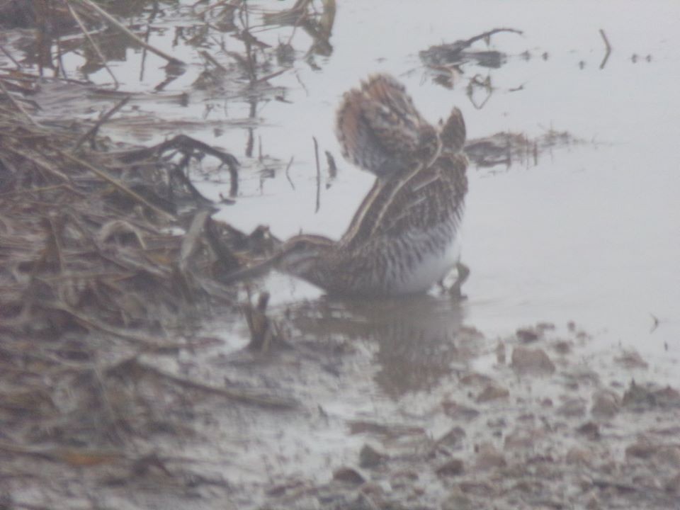 Wilson's Snipe - ML225559061