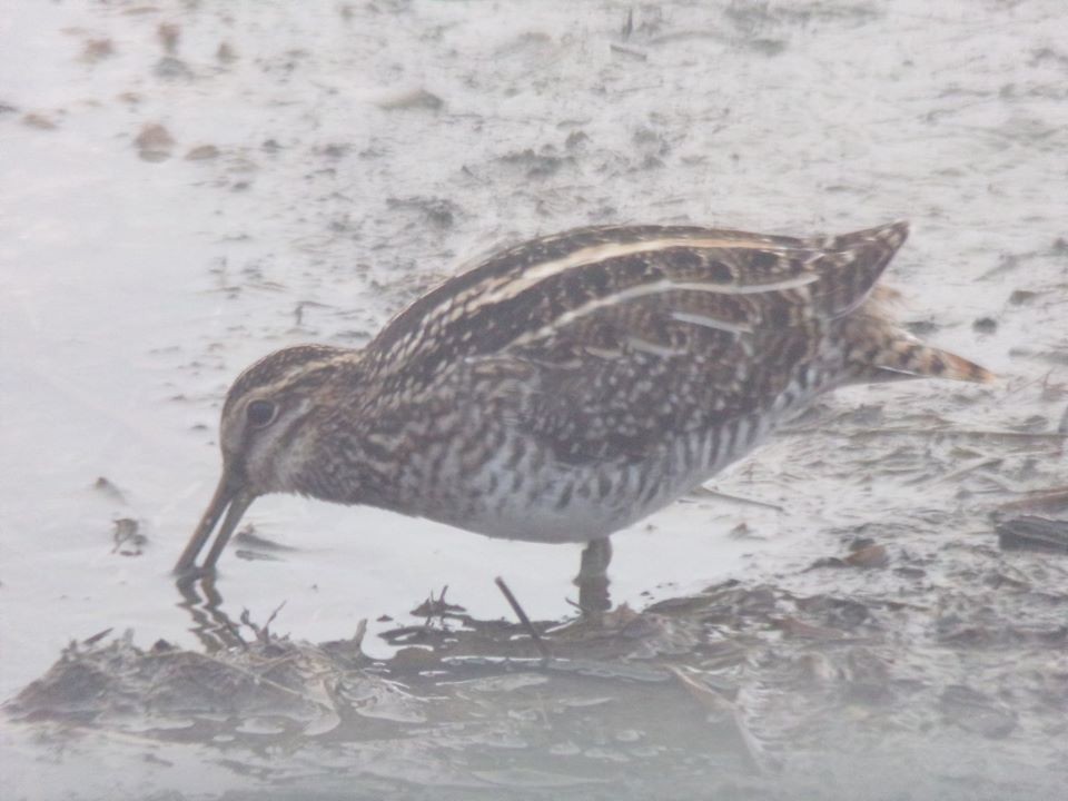 Wilson's Snipe - ML225559141