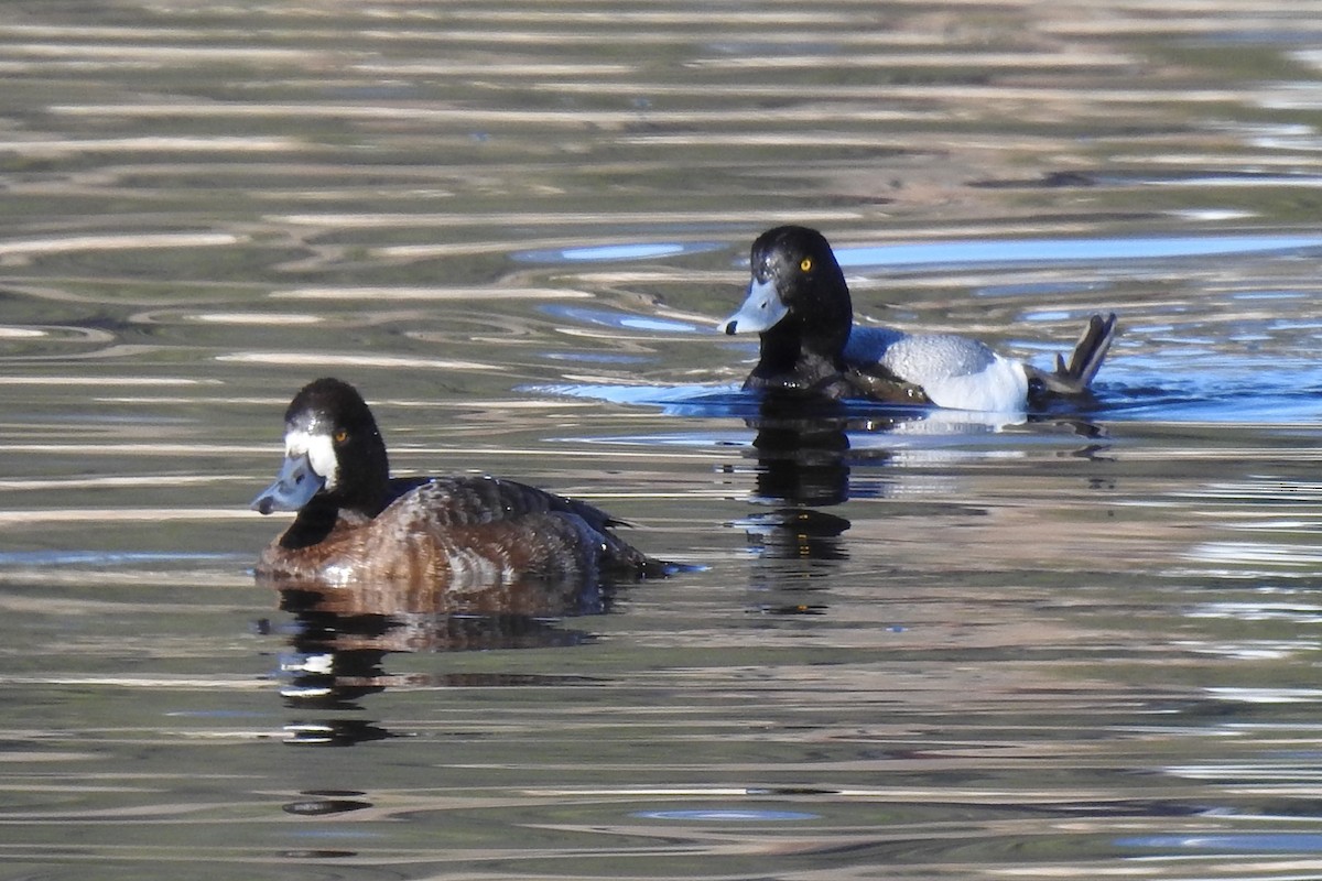 Lesser Scaup - ML225559261