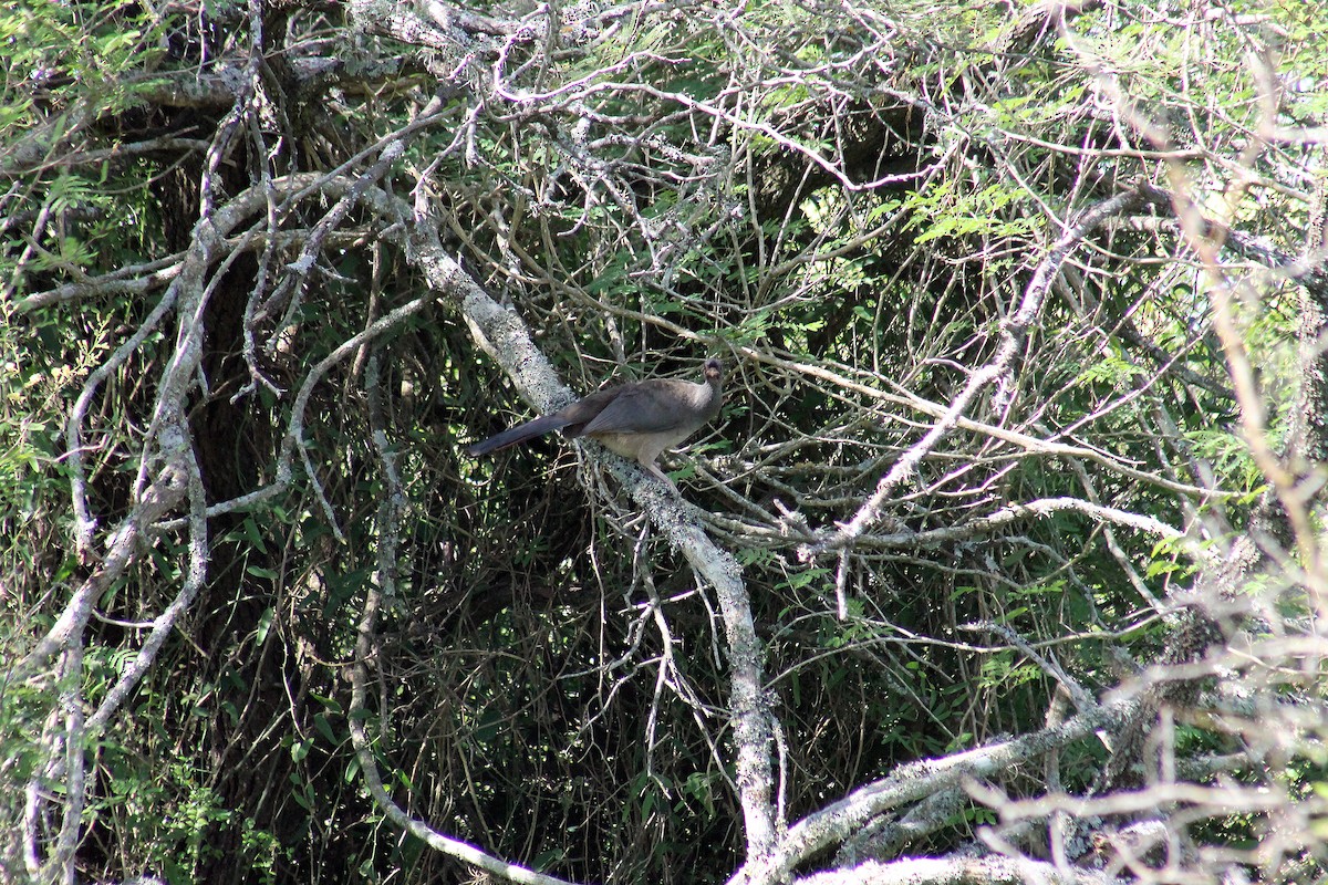 Chaco Chachalaca - ML225559321