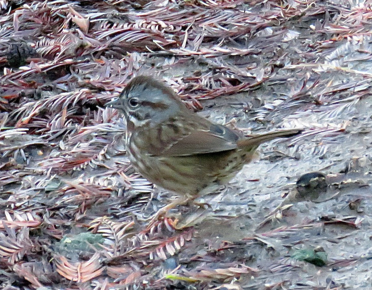 Song Sparrow - ML22556031