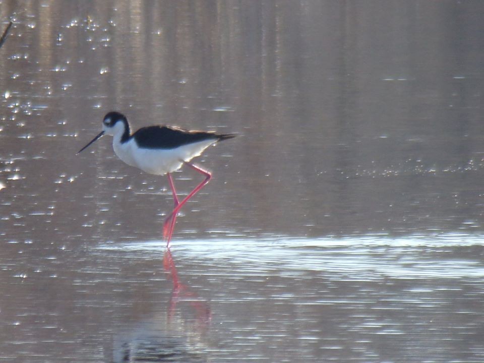 Black-necked Stilt - ML225562271