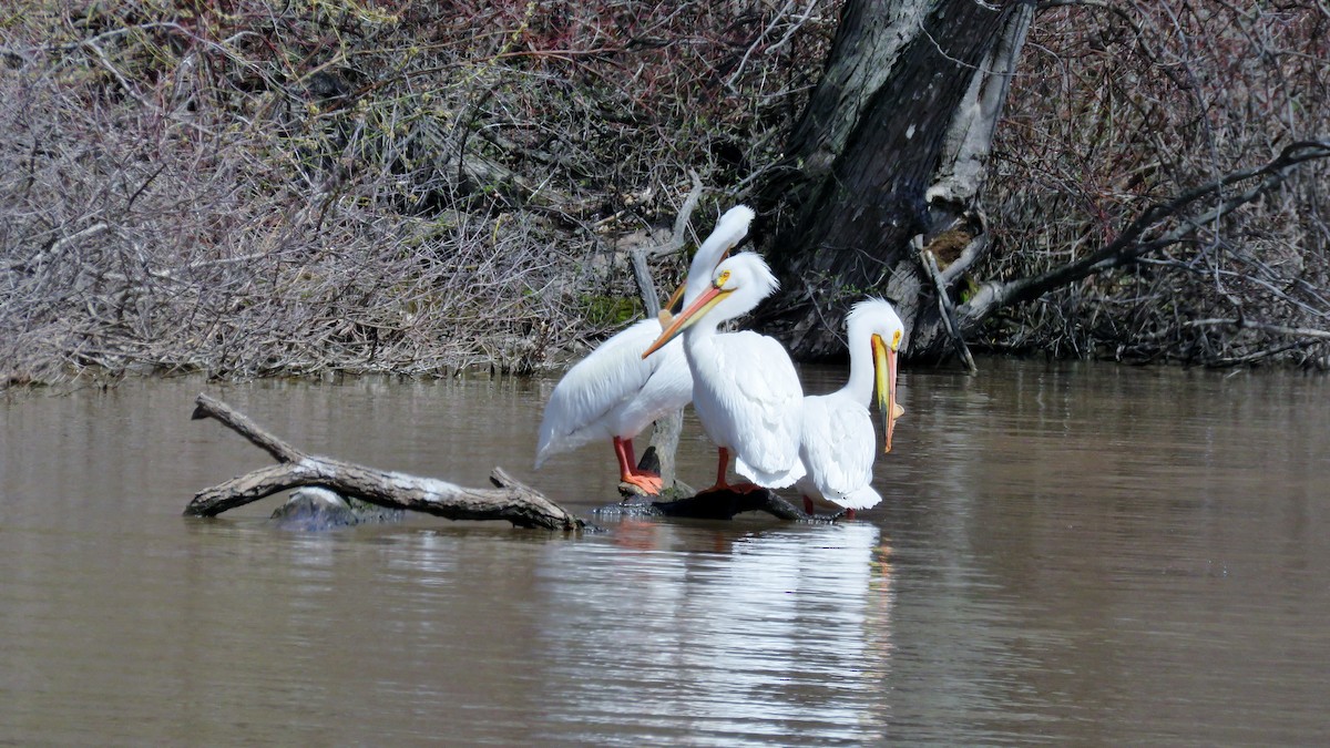 American White Pelican - ML225562311