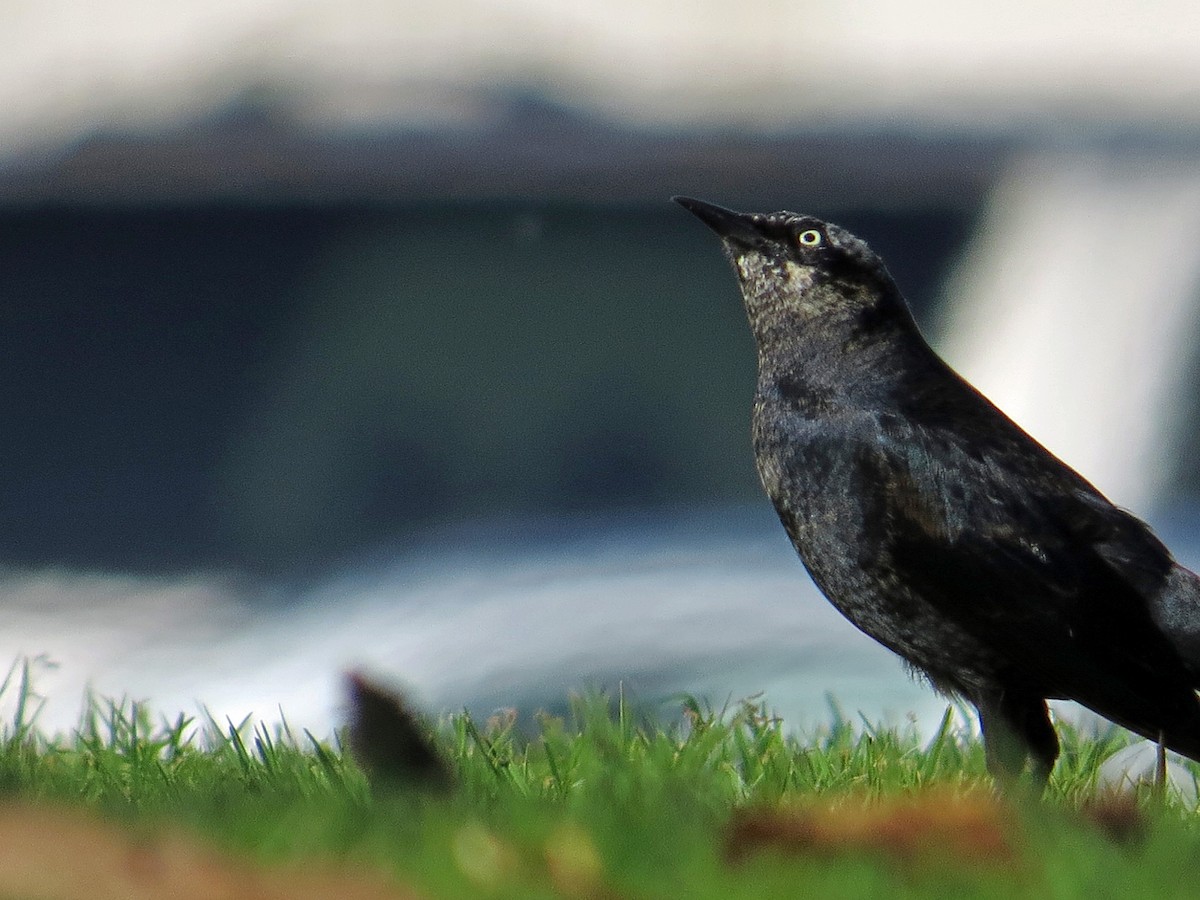 Rusty Blackbird - Brian Daniels