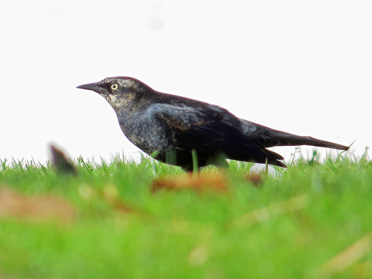 Rusty Blackbird - Brian Daniels