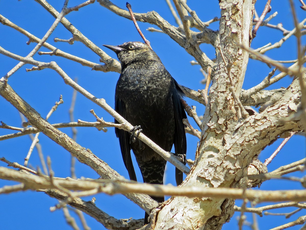 Rusty Blackbird - Brian Daniels