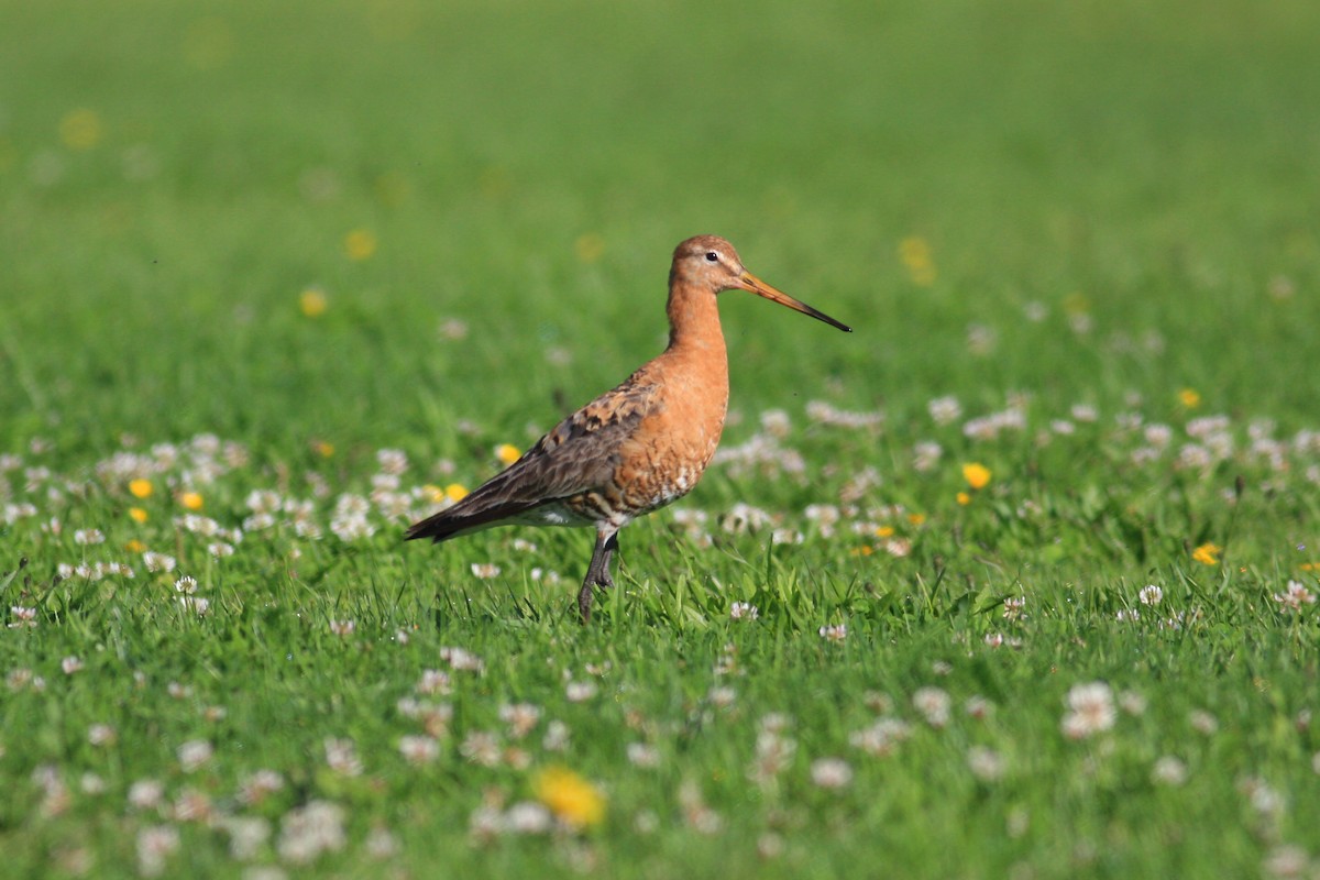 Black-tailed Godwit - ML225563811