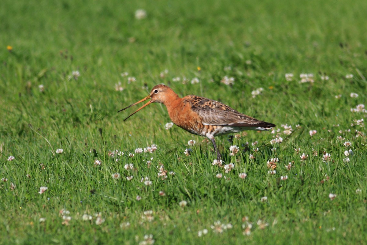 Black-tailed Godwit - ML225563841