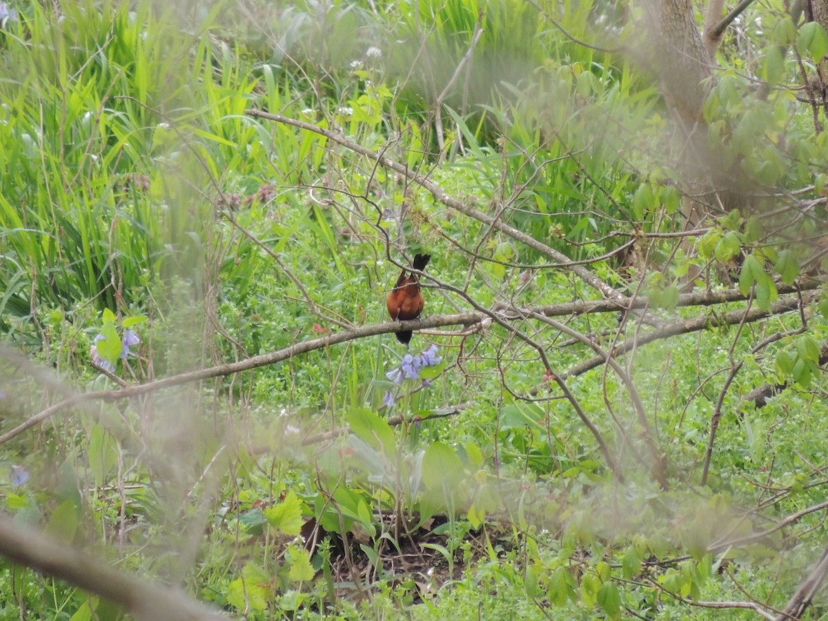 Orchard Oriole - ML225564441