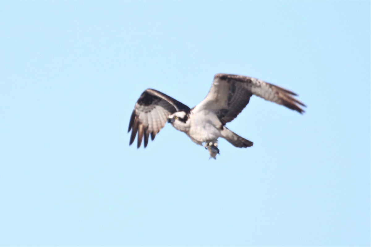 Osprey - ML225564851