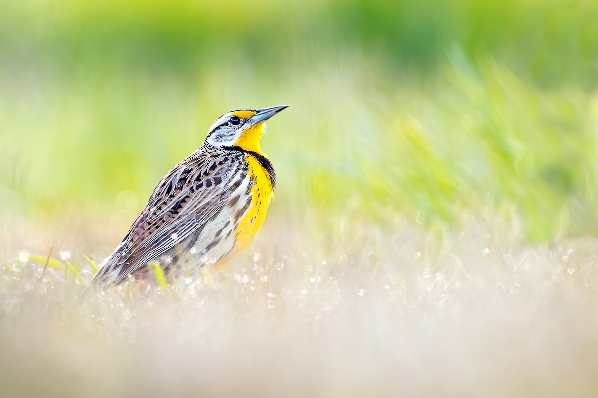 Eastern Meadowlark - ML225564911