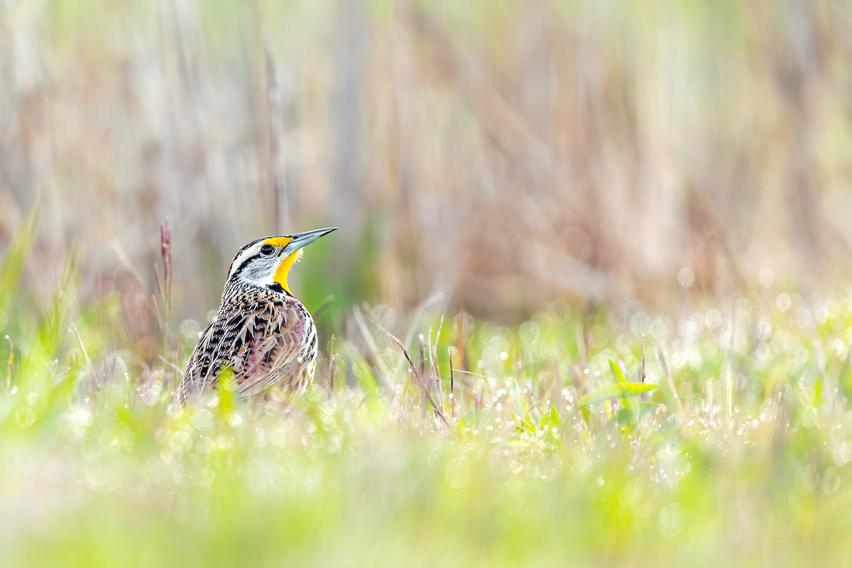 Eastern Meadowlark - ML225564931