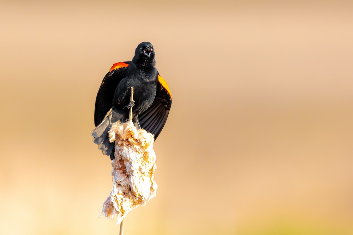 Red-winged Blackbird - ML225565121