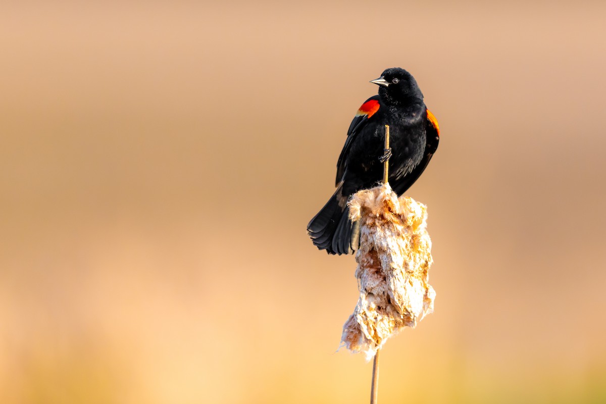 Red-winged Blackbird - ML225565161