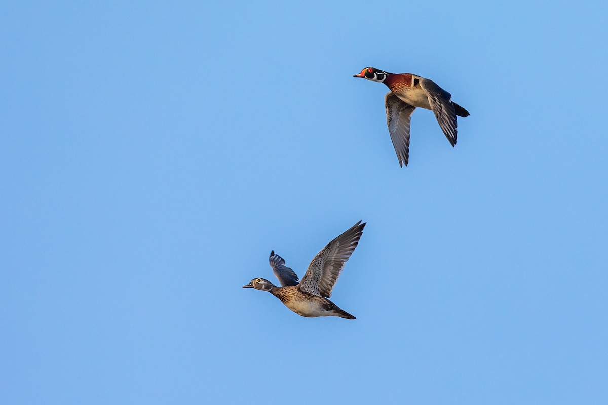 Wood Duck - ML225565251