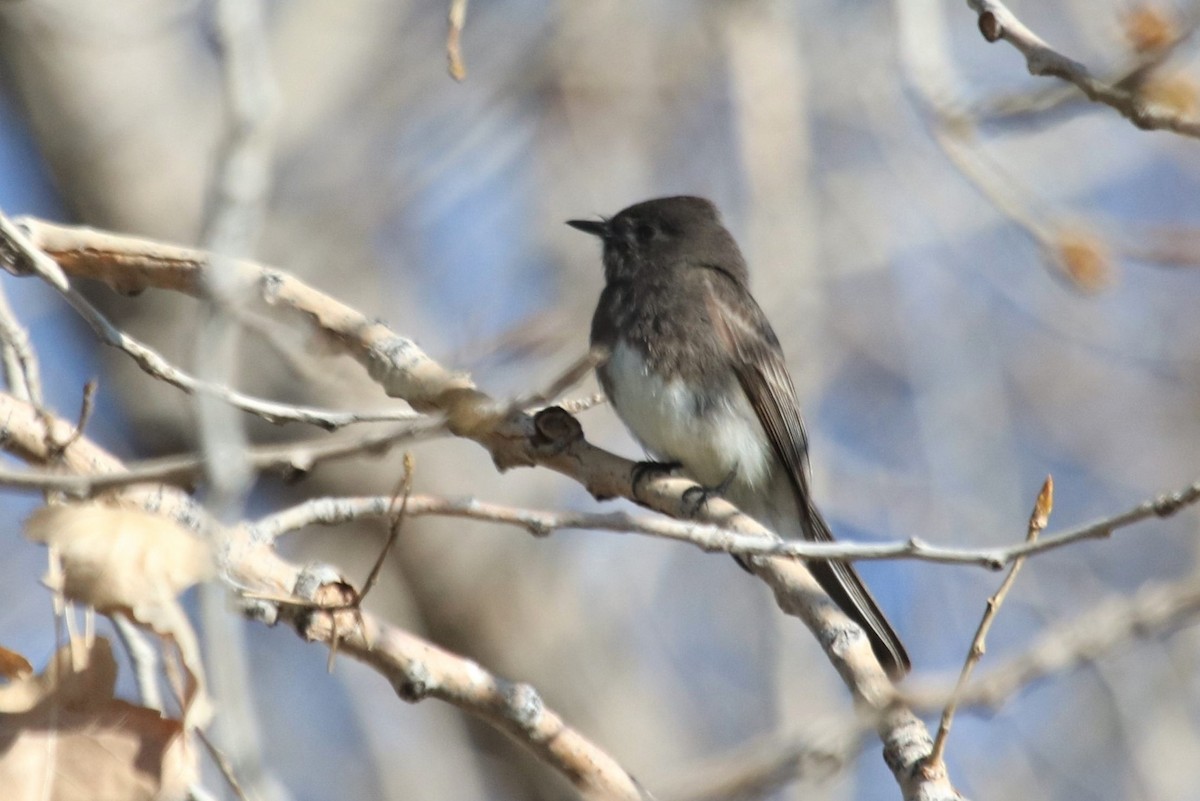 Black Phoebe - ML225565901