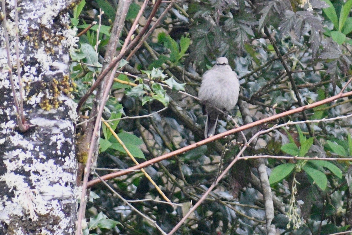 Townsend's Solitaire - ML225566021