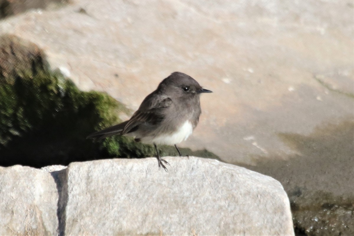 Black Phoebe - ML225566081