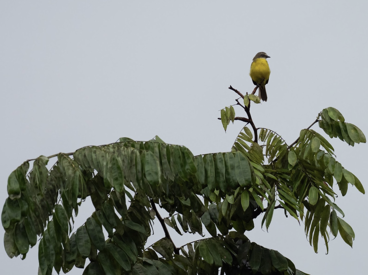 Gray-capped Flycatcher - ML225566711