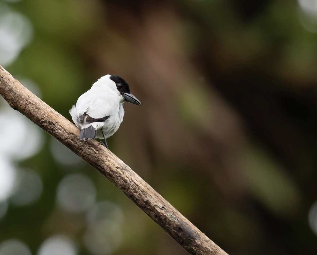 Black-crowned Tityra - ML225566931