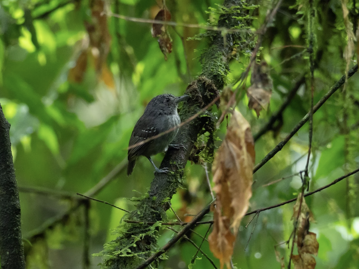 Spot-crowned Antvireo - ML225567141