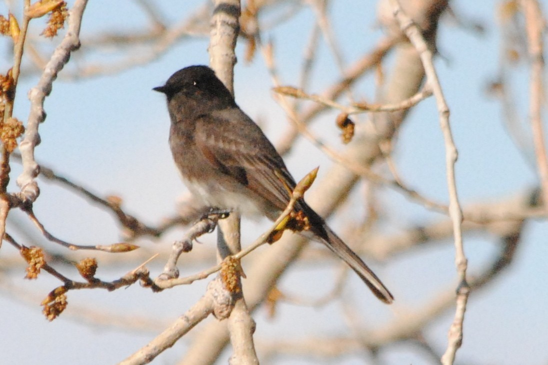 Black Phoebe - ML225569341