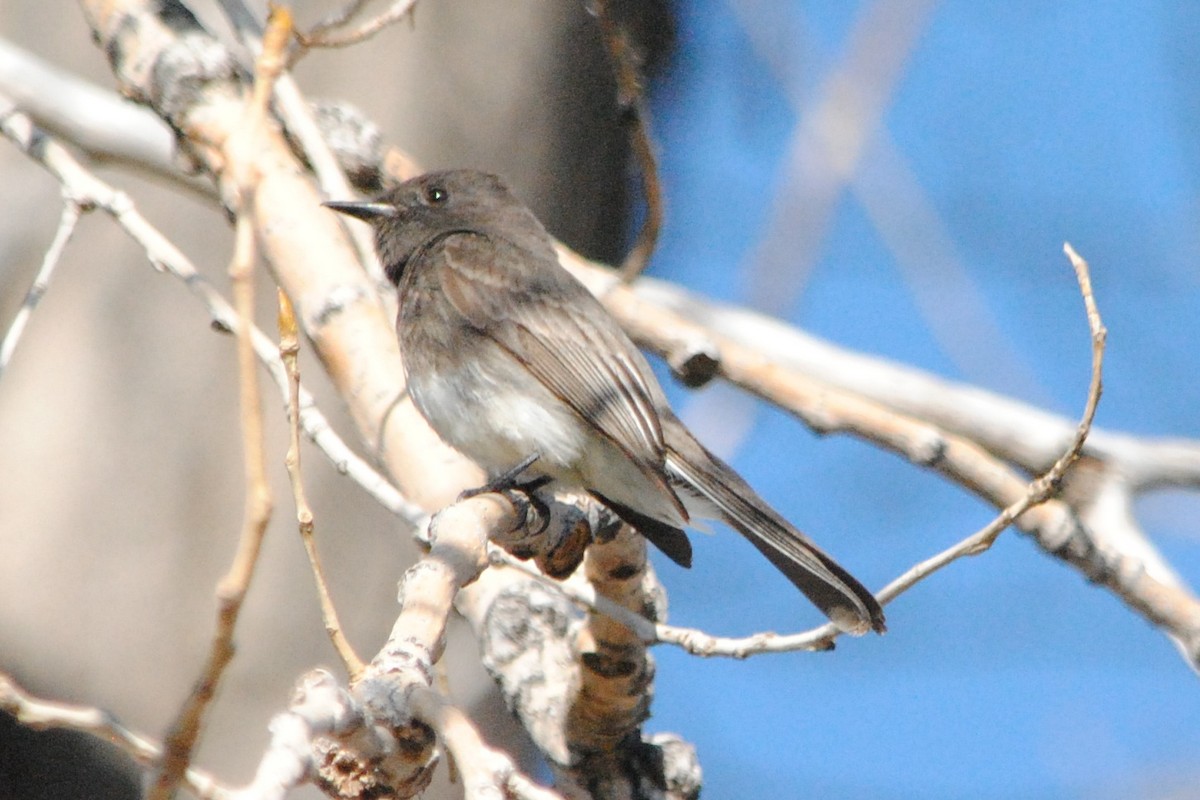 Black Phoebe - ML225569731