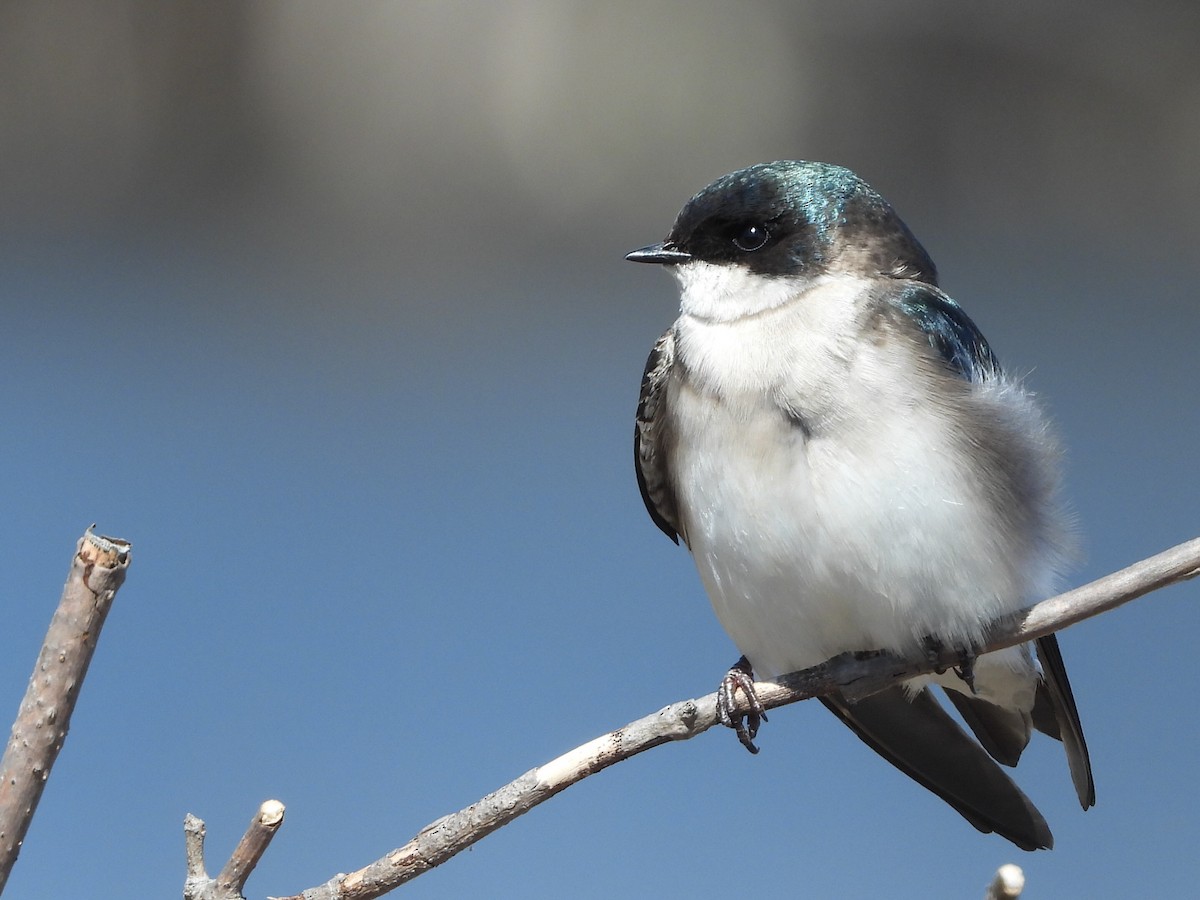 Tree Swallow - ML225570221