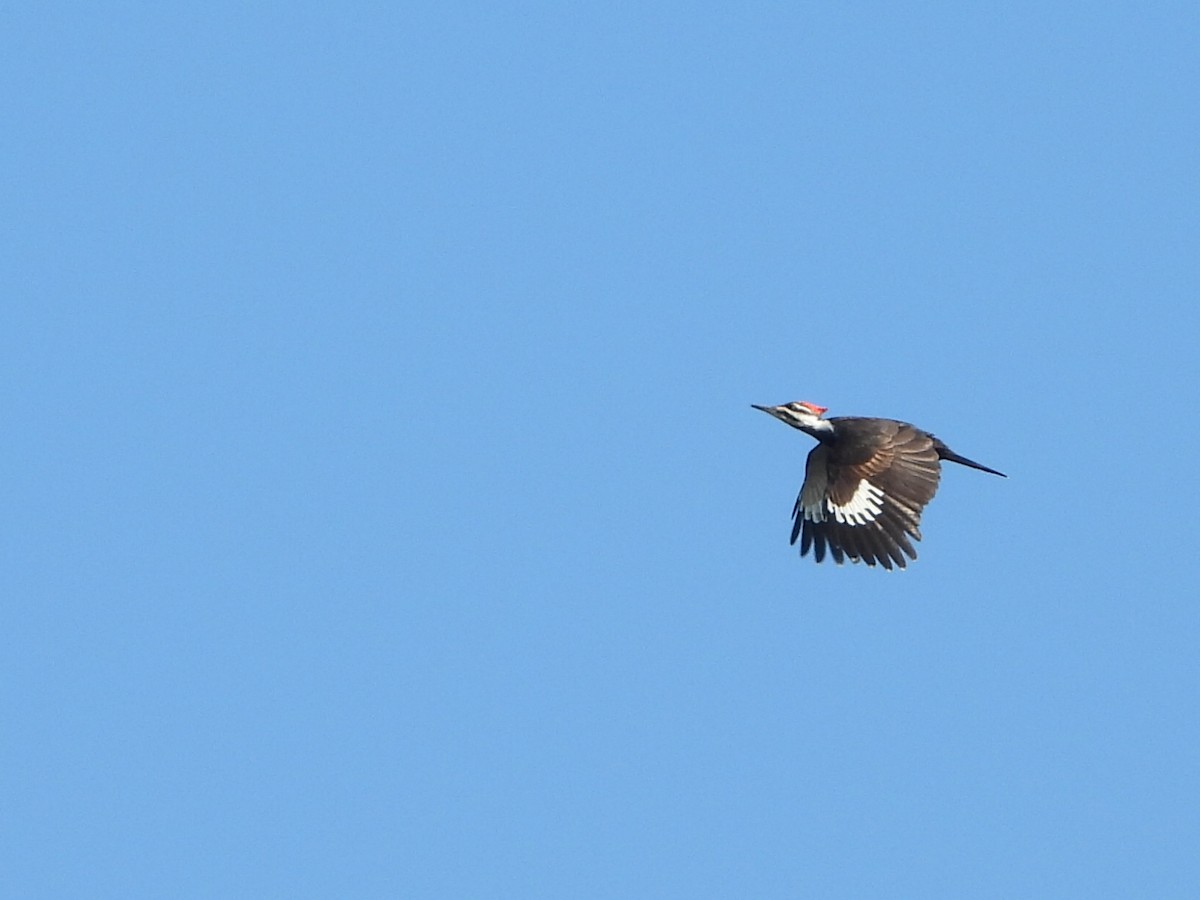 Pileated Woodpecker - ML225570501