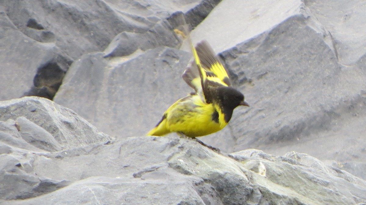 Yellow-rumped Siskin - ML225570651