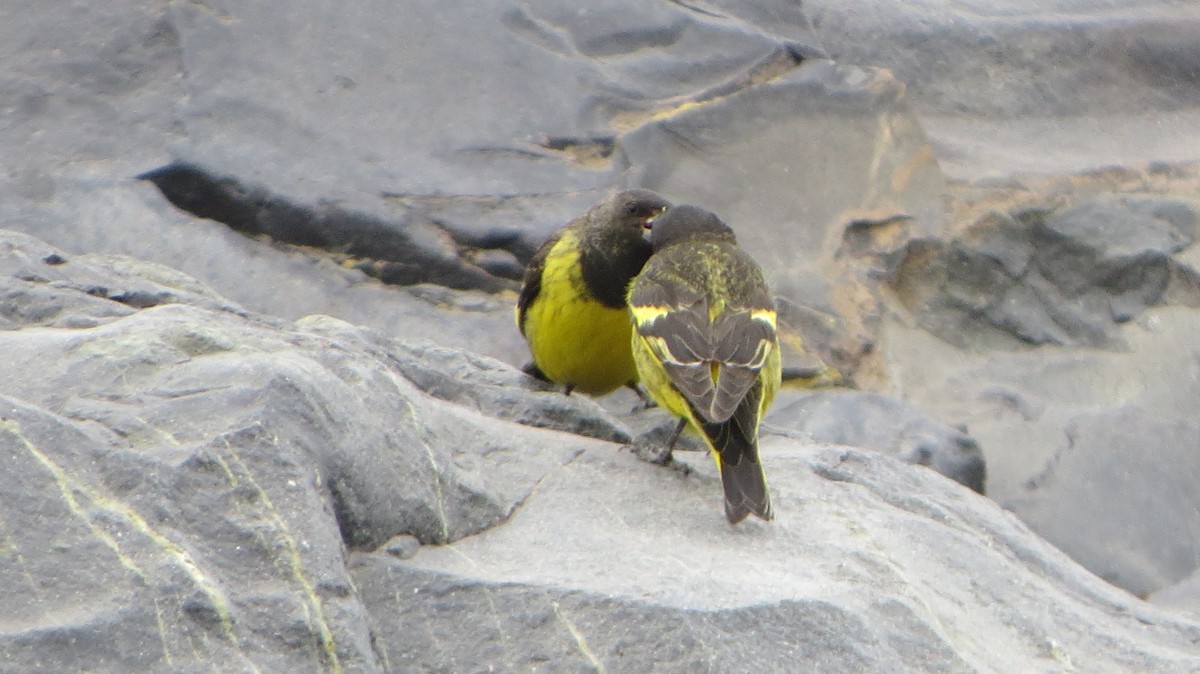 Yellow-rumped Siskin - ML225570661