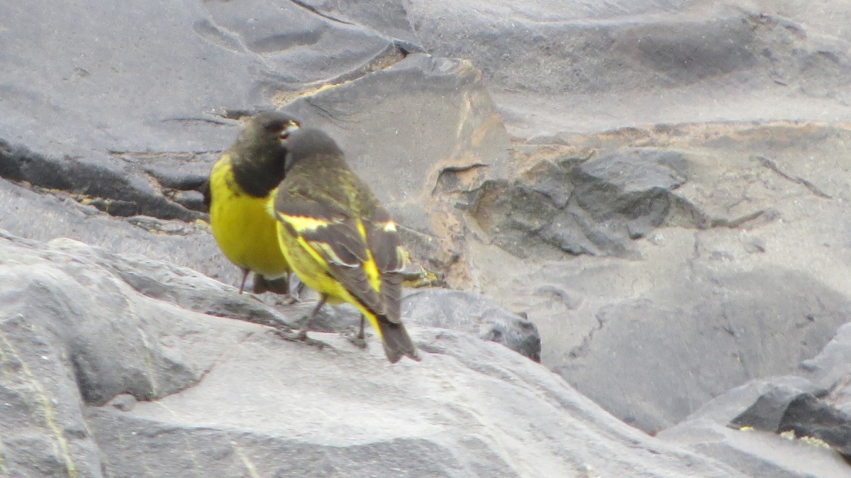 Yellow-rumped Siskin - ML225570671