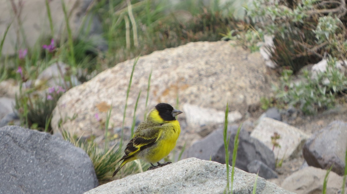 Thick-billed Siskin - Nelson Contardo