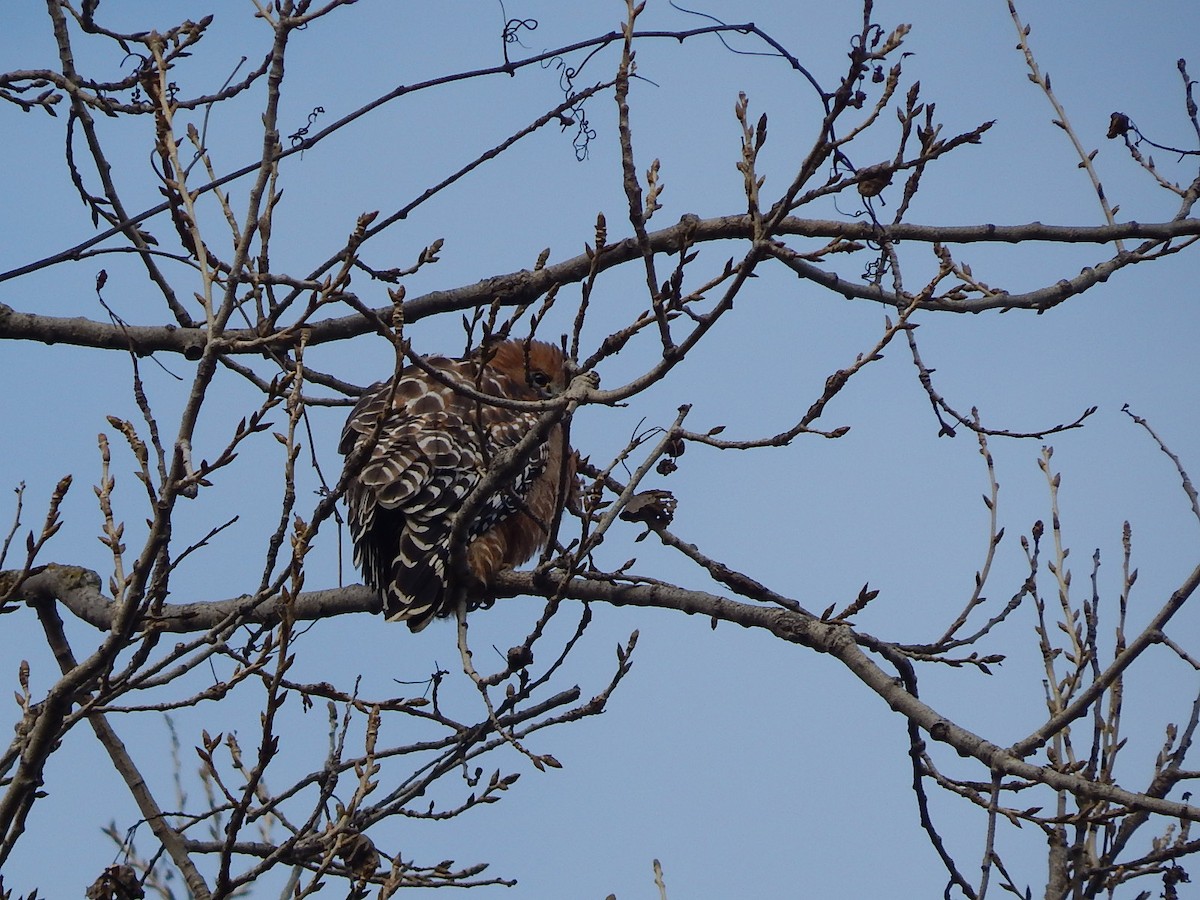 eBird Checklist - 30 Dec 2015 - Lodi Lake Nature Area - 38 species