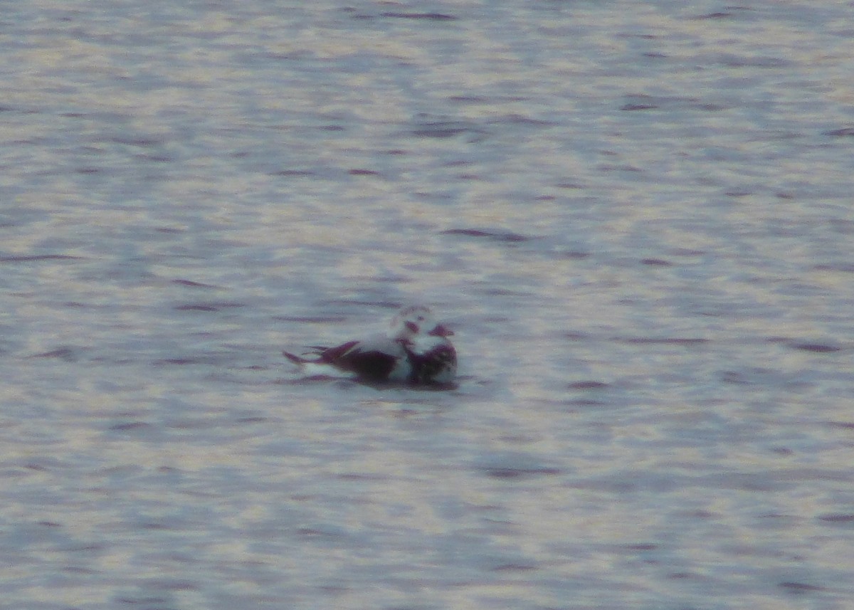 Long-tailed Duck - Chris Gilbert