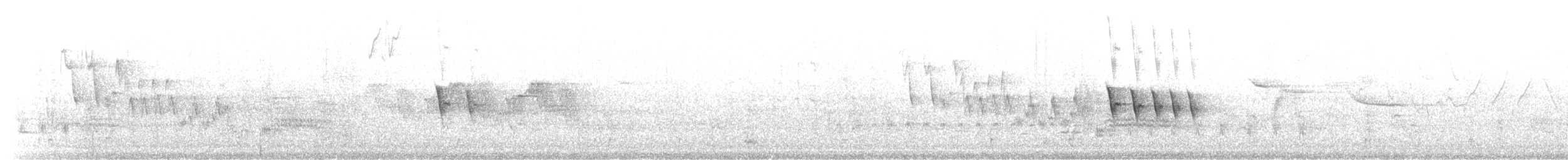 Тауї плямистий - ML225574