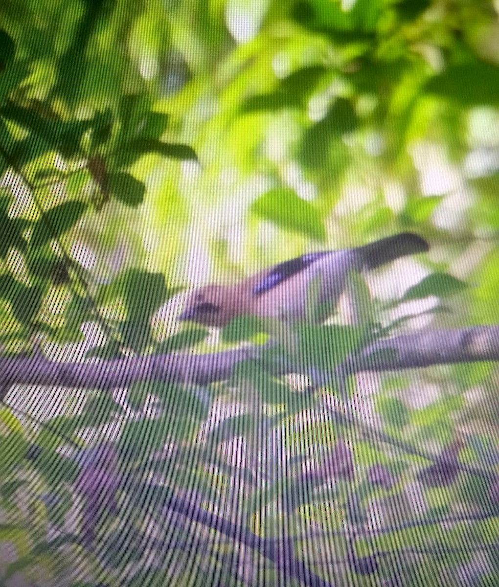 Eurasian Jay - ML225574641