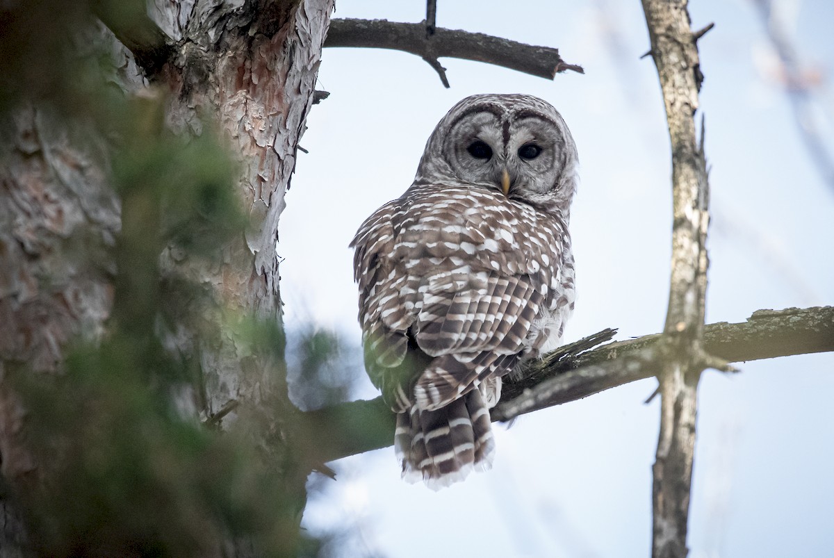 Barred Owl - ML225574691